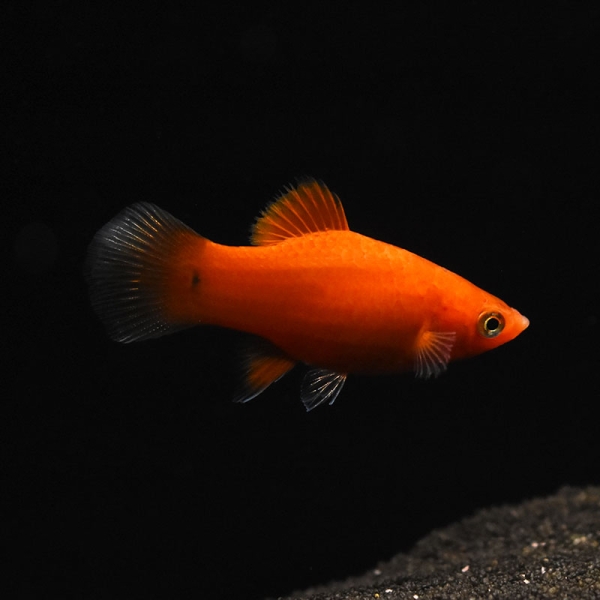 Platy Rot, Xiphophorus maculatus var. red